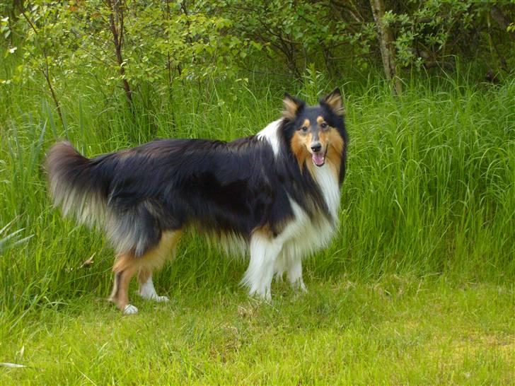 Pekingeser cera - Det er Cera*s "lillebror" NIco ( se under Collie ) billede 12