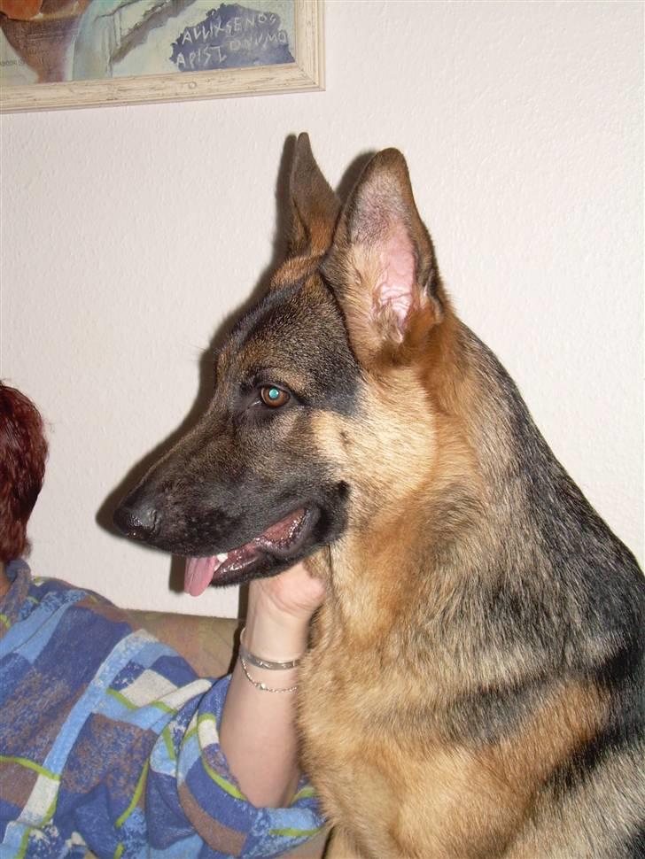 Schæferhund Kimberhyttens Tasja - det her er inden far og mor købte ny sofa ... da de købte den blev det billede 3 billede 2