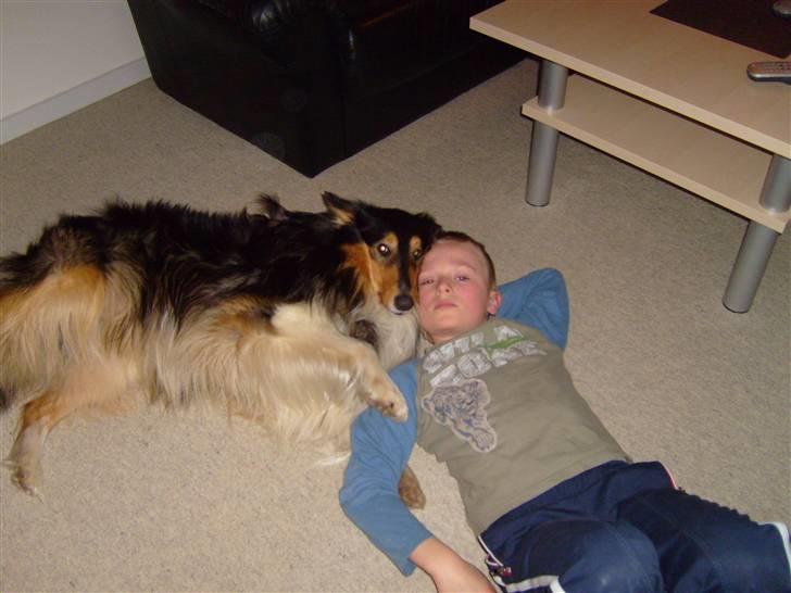 Collie langhåret Nico - Hygge :) billede 7