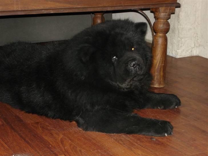 Chow chow Asron billede 6