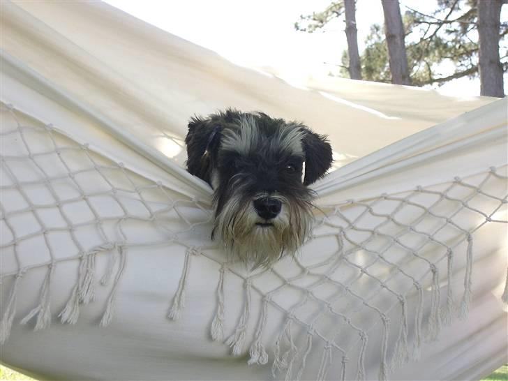 Dvaergschnauzer *Hr. Albert* - hehe han nyder livet :) billede 10