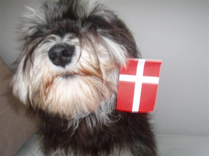 Dvaergschnauzer *Hr. Albert* - D.26-02-08  * I dag er det Alberts fødselsdag hurra hurra hurra :) * gi´ endelig en lille fødselsdags hilsen billede 11