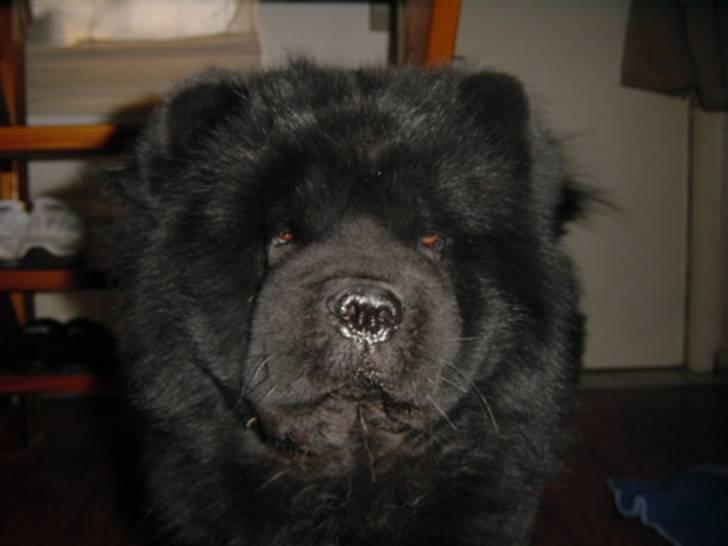 Chow chow Asron billede 7