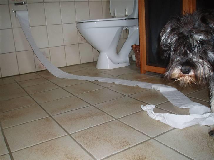 Dvaergschnauzer *Hr. Albert* - øøøøøh....hi hi billede 12