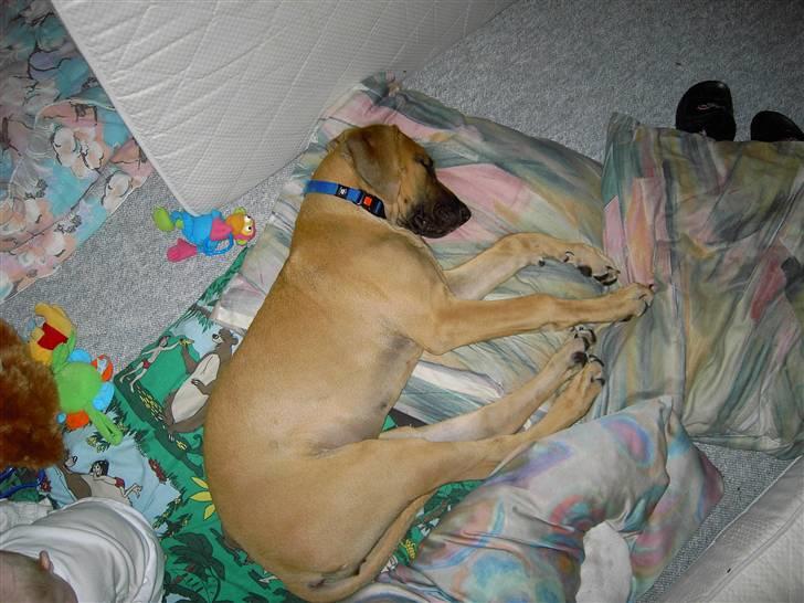 Blanding af racer Abbie - så er det putte pude tid billede 6