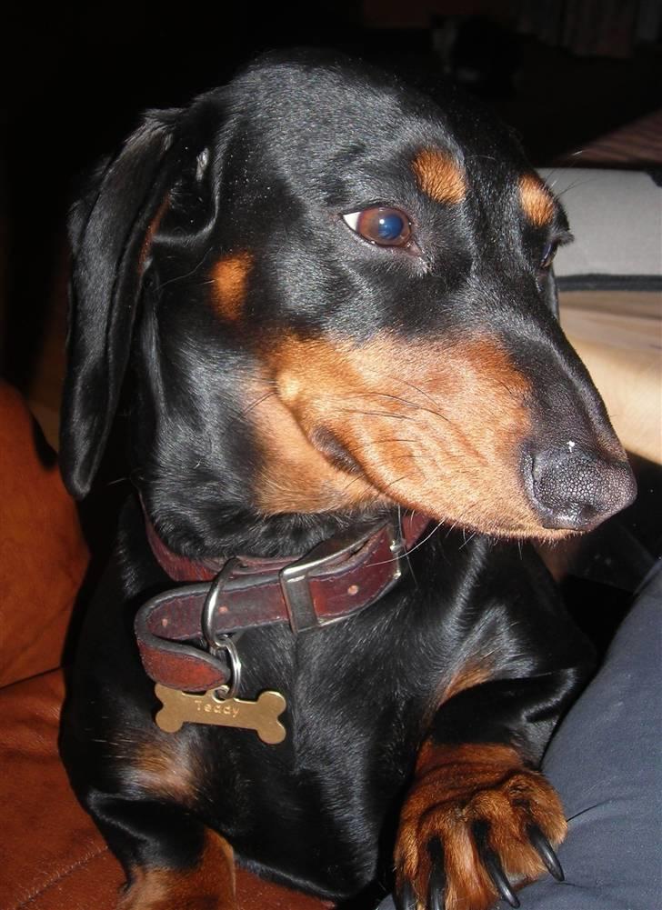 Gravhund Teddi billede 7