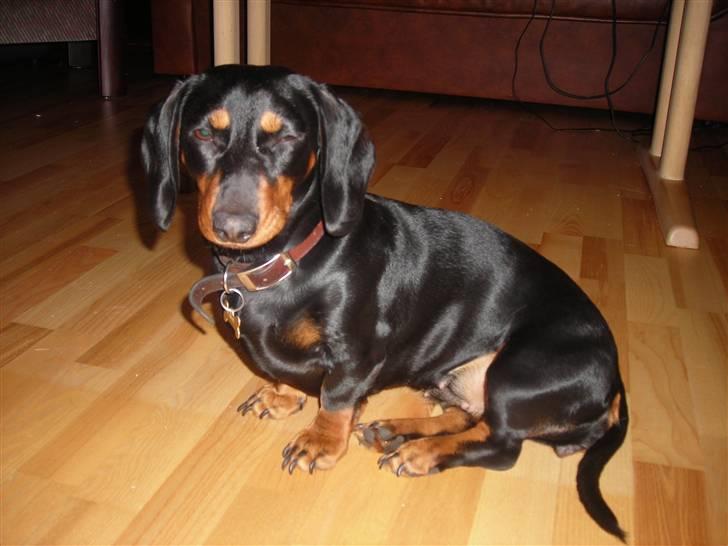 Gravhund Teddi - Den er lidt skarp den blits billede 9