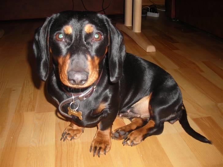 Gravhund Teddi - taget d. 12 jan 08 billede 10