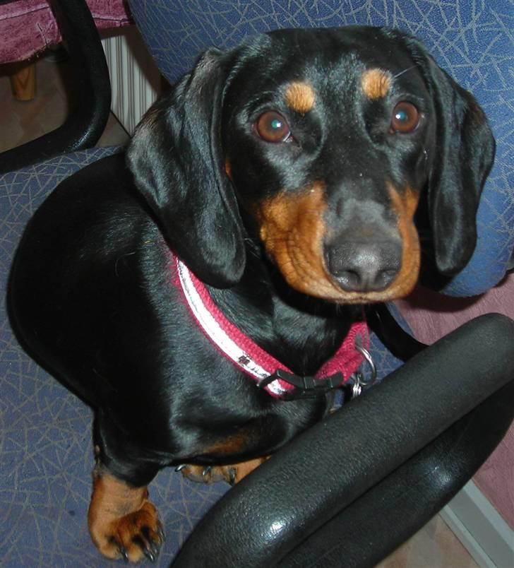 Gravhund Teddi billede 12