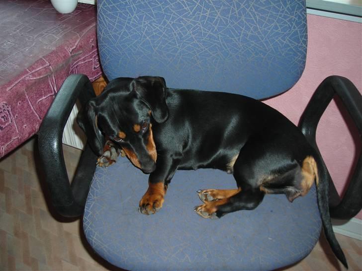 Gravhund Teddi billede 13