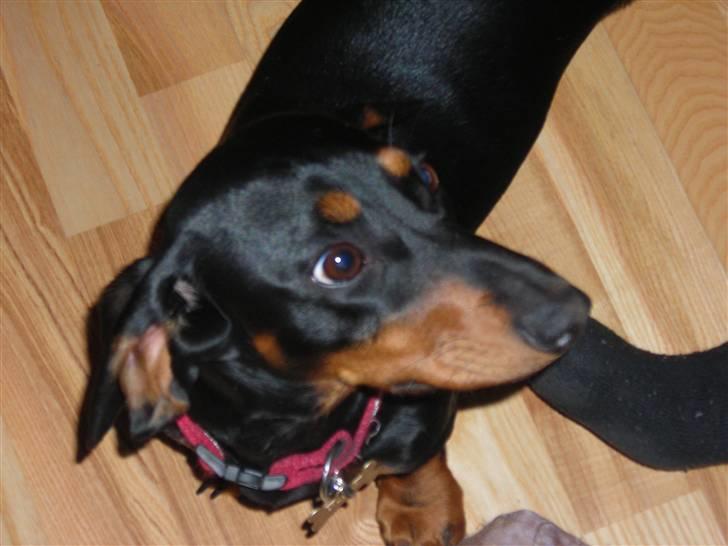 Gravhund Teddi billede 14