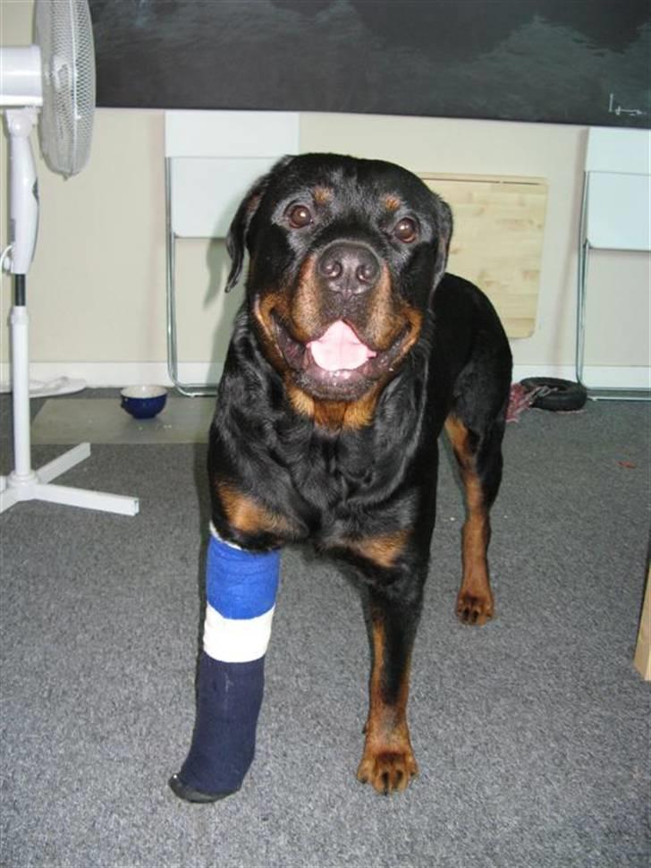 Rottweiler Rocky - sørøveren rocky :P billede 17