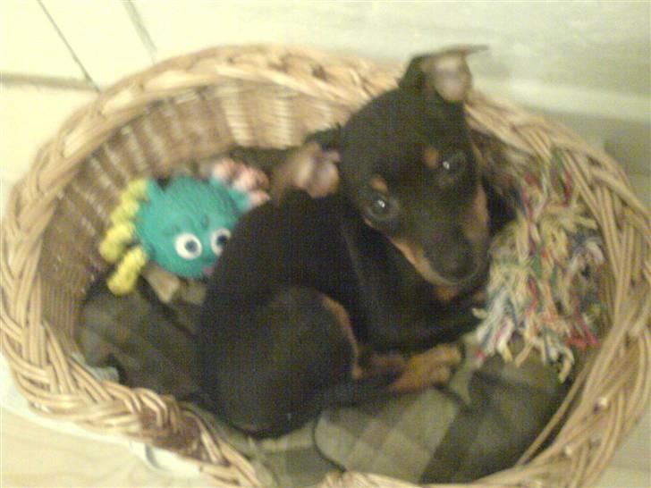 Engelsk toy terrier Rio - Rio som lillle baby;0) billede 14