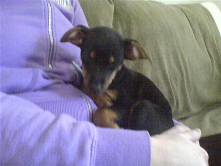 Engelsk toy terrier Rio - baby Rio.. billede 15