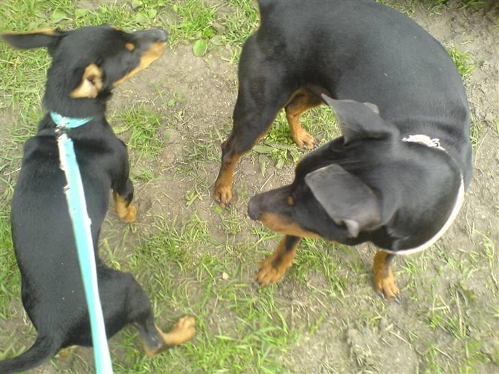 Engelsk toy terrier Rio - Rio med sin far Danny Boy... billede 16