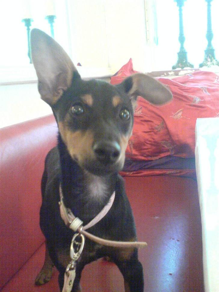 Engelsk toy terrier Rio - På cafe Ib Rene;0) billede 17