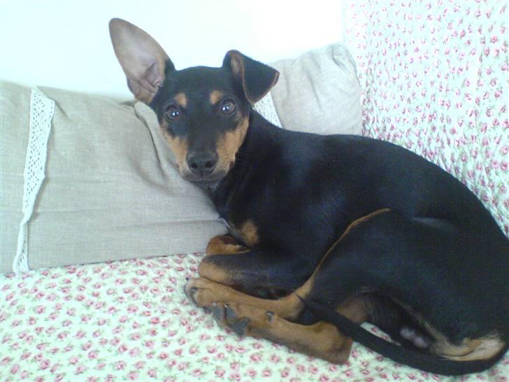 Engelsk toy terrier Rio - Problemer med det ene øre hi hi;0) billede 18