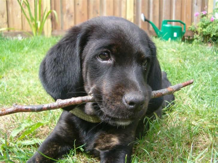 Blanding af racer Zigi (død 11/5-16) - Er jeg ikke fin? Pinden er jeg i hvert fald stolt af (10 uger). Juni 2007. billede 6