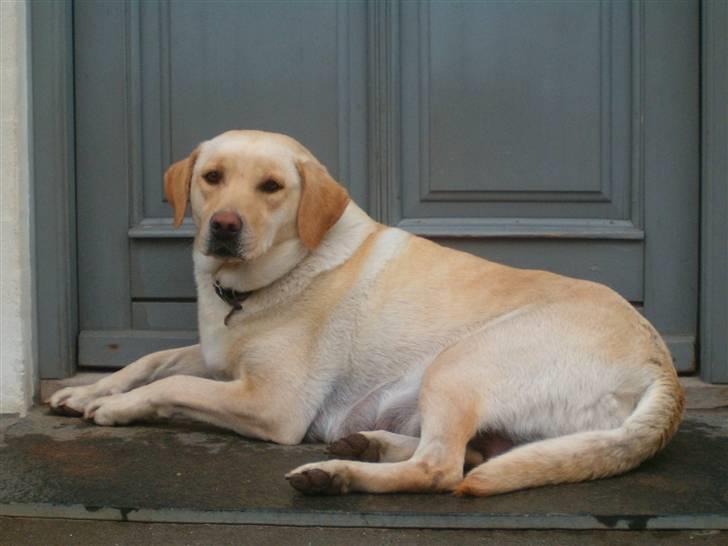 Blanding af racer Zigi (død 11/5-16) - Zigis mor, Vaksi  billede 7