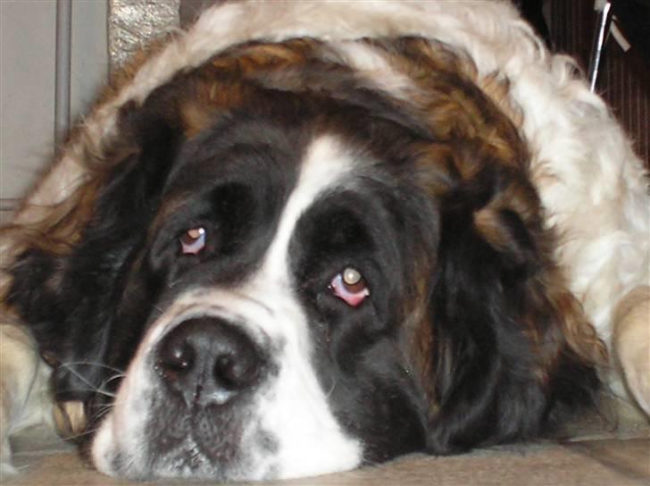 Sankt bernhardshund trine R I P 09- billede 1