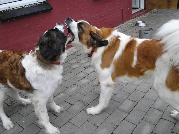 Sankt bernhardshund trine R I P 09- - her er deres far billede 2