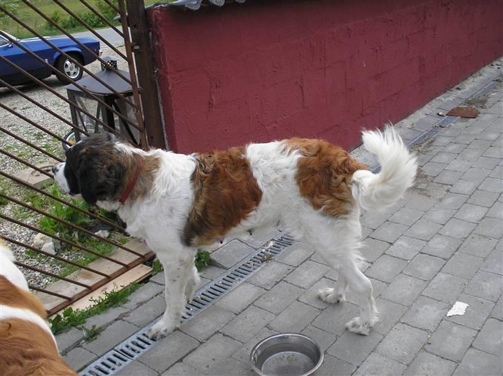 Sankt bernhardshund trine R I P 09- billede 3