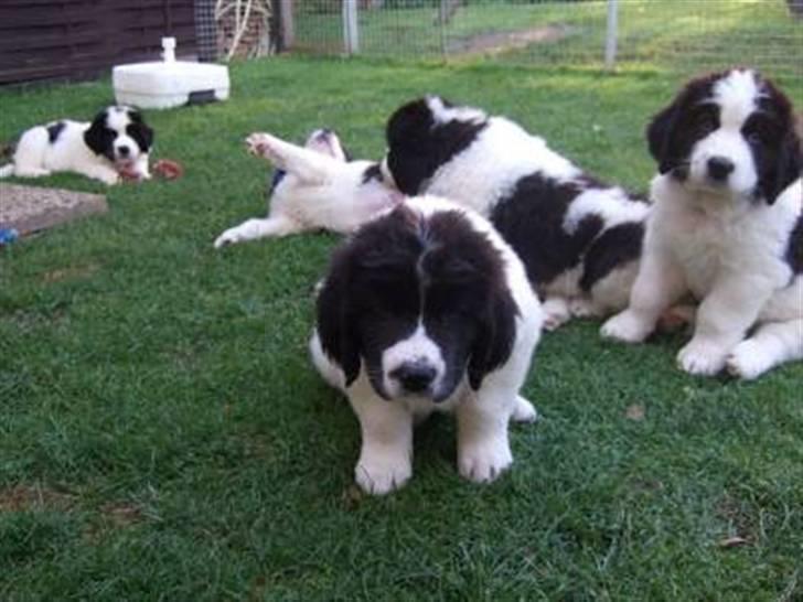 Landseer Ludwig *R.I.P.* - Ludwig 7 uger billede 8