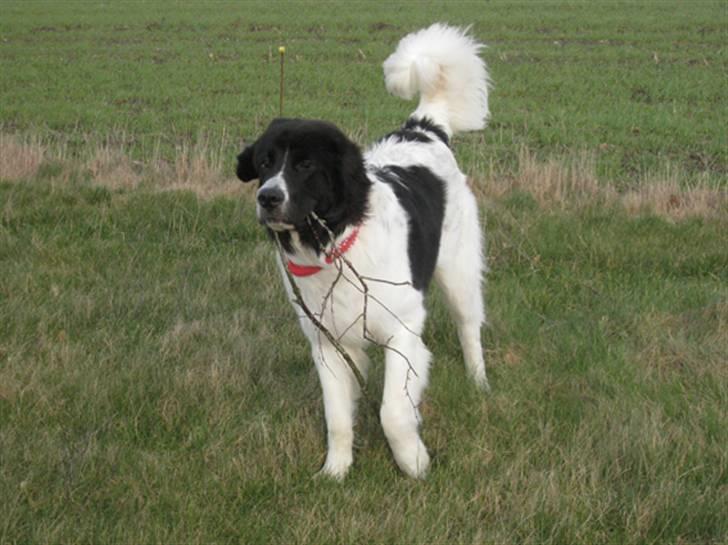 Landseer Ludwig *R.I.P.* - Ludwig ca. 10 mdr. billede 9