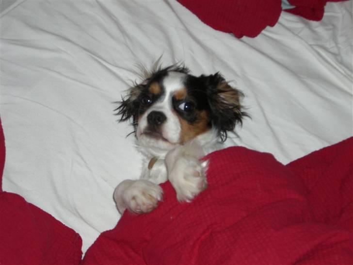 Blanding af racer Pelle - Noget af det bedste Pelle ved, er at putte sig under vores dyner :-) billede 12