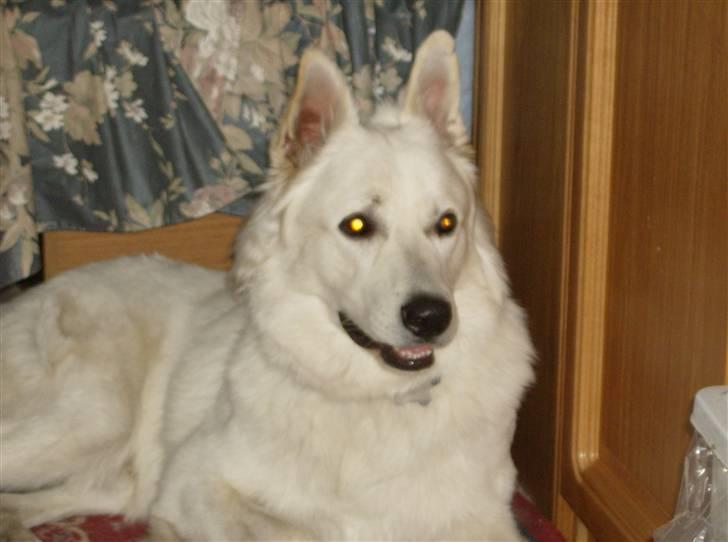 Hvid schæfer olsen - olsen på camping billede 15