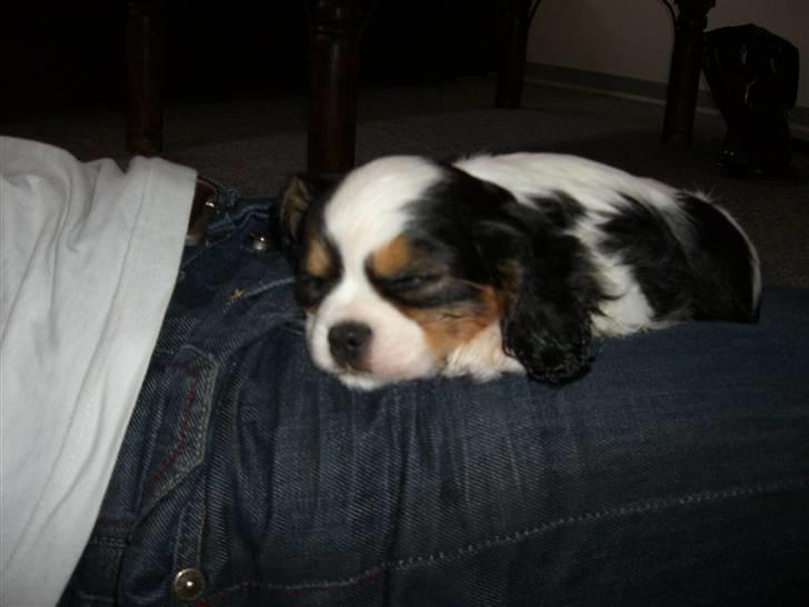 Blanding af racer Pelle - Min første dag hos min nye familie. Det kan være meget trættende! billede 14