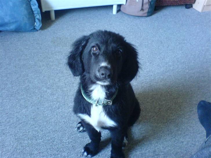 Blanding af racer Rocky - Se så stor jeg er blevet!! billede 8