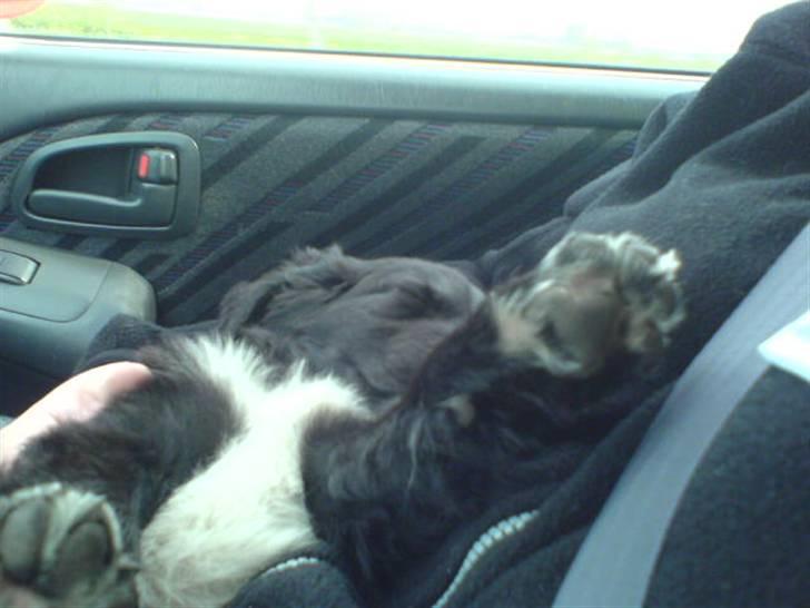 Blanding af racer Rocky - Det er nu så dejligt at køre bil.... billede 10