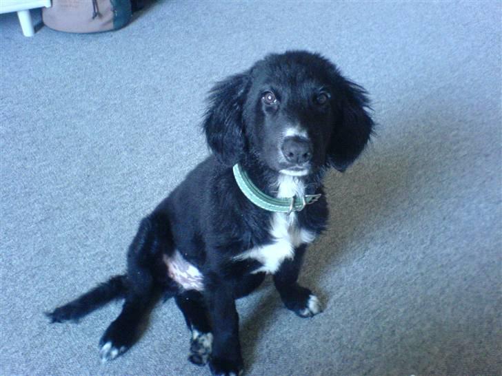 Blanding af racer Rocky - Se hvor fin jeg er... billede 11