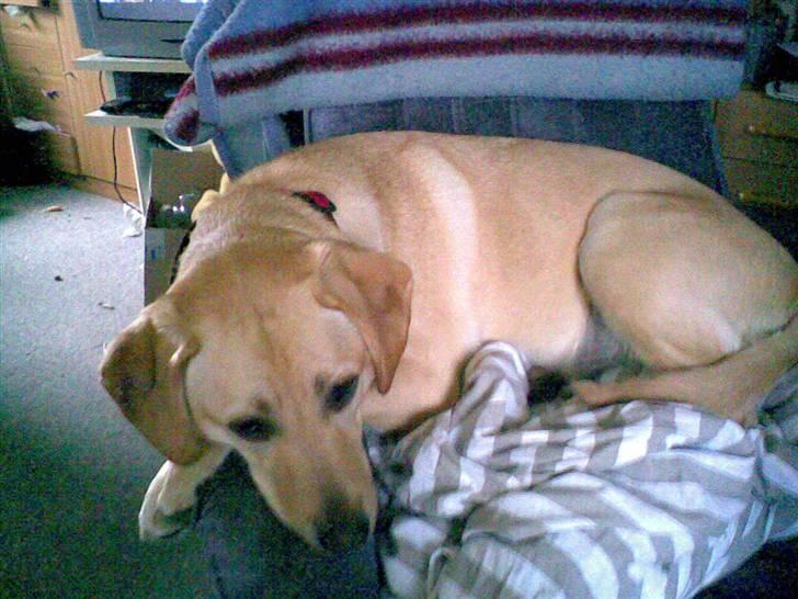 Labrador retriever trille billede 6