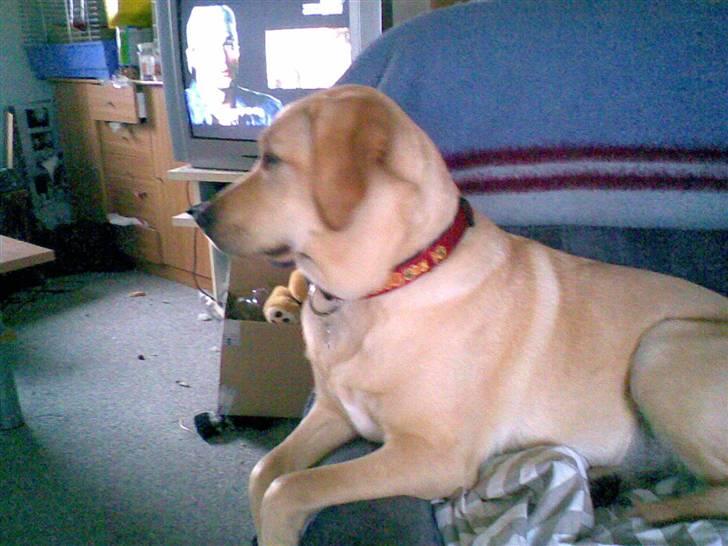 Labrador retriever trille billede 7