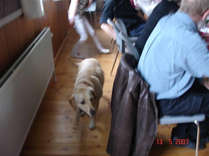 Labrador retriever trille billede 8