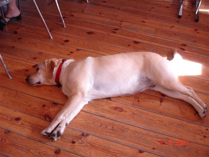 Labrador retriever trille - her er jeg med til konfirmation billede 9