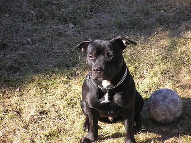 Staffordshire bull terrier Liva - Far Carlos -det er nemt at se hvor jeg har min skønhed fra :-) billede 14