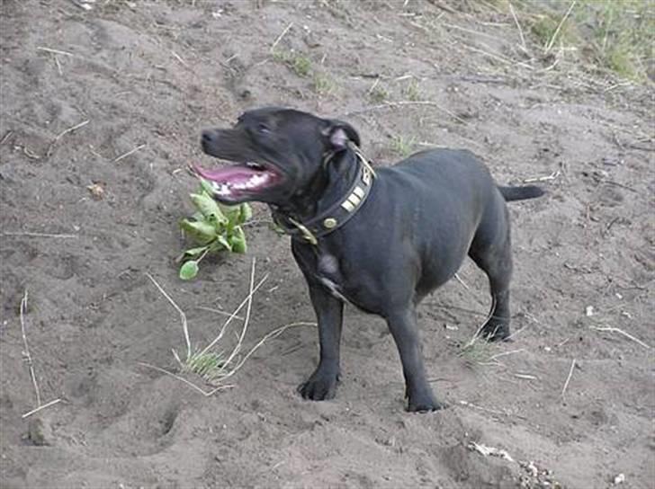 Staffordshire bull terrier Liva - Mor Chili -fuld af muskler billede 15