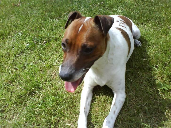 Dansk svensk gaardhund Django billede 9