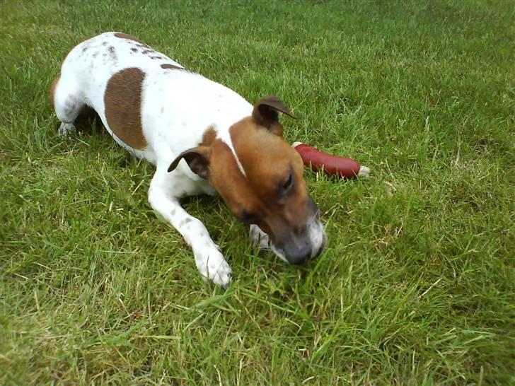 Dansk svensk gaardhund Django billede 10