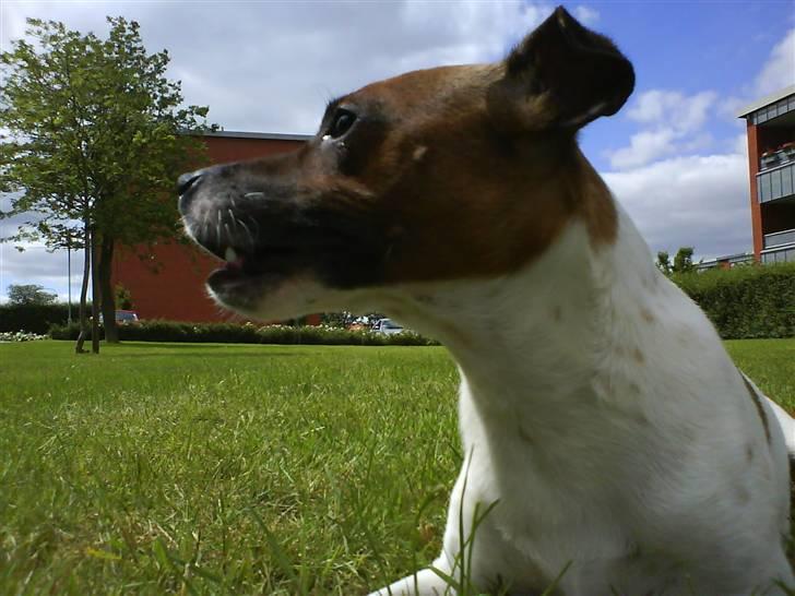 Dansk svensk gaardhund Django billede 11