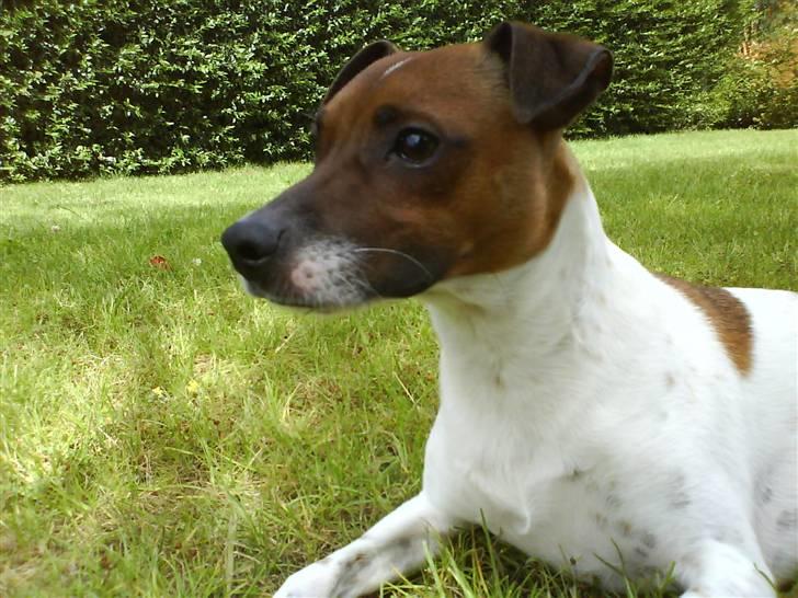 Dansk svensk gaardhund Django billede 12