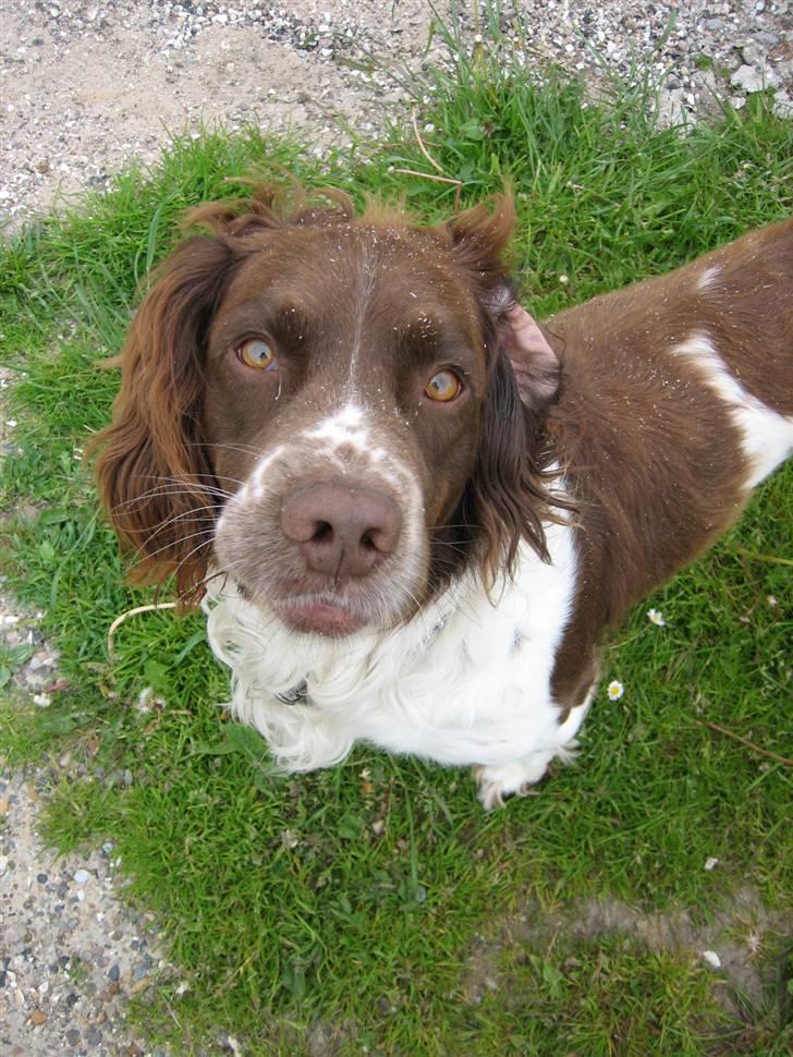 Engelsk springer spaniel † SJEFF (DON) Peekfields Don † billede 2