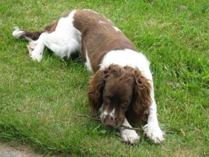 Engelsk springer spaniel † SJEFF (DON) Peekfields Don † billede 3