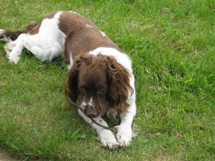 Engelsk springer spaniel † SJEFF (DON) Peekfields Don † billede 4