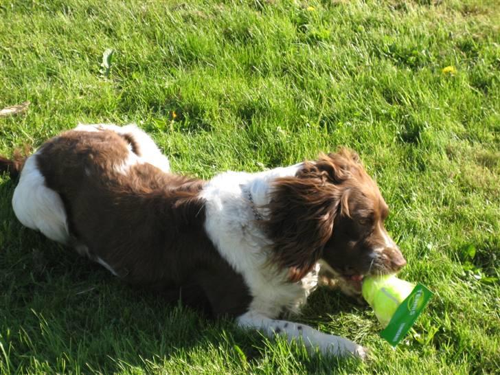 Engelsk springer spaniel † SJEFF (DON) Peekfields Don † billede 5
