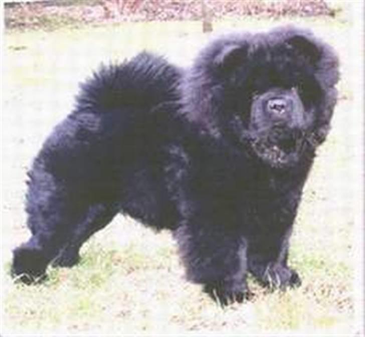 Chow chow Asron billede 8