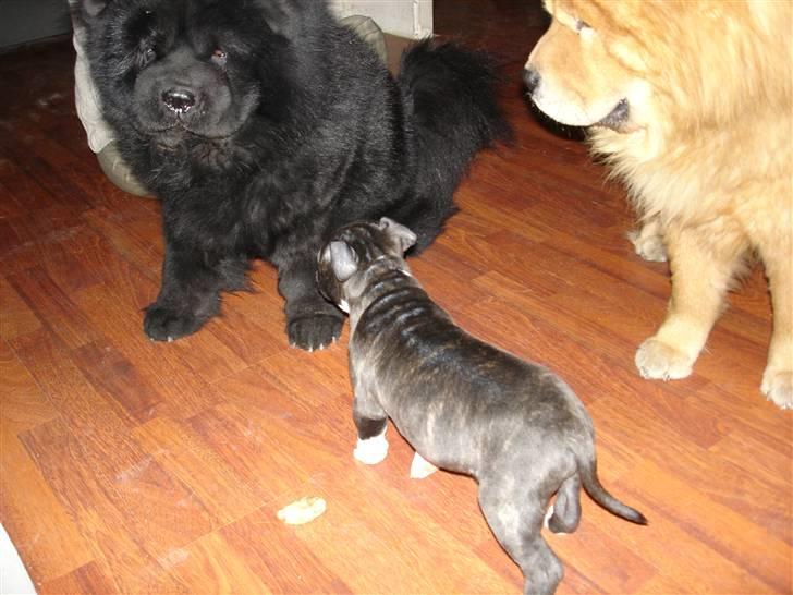 Chow chow Asron billede 9